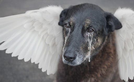 3a6e5686-f99b-4851-b3ac-020e88495cab O Cão Orelha
